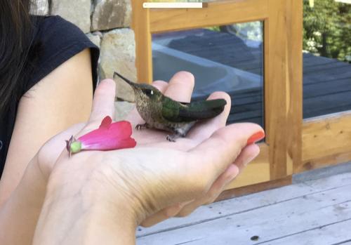 Cabañas y Hosteria El Condor Pasa VLA