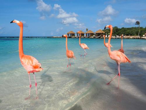 ชายหาด, Elite Visitors Aruba in เมเวลด์