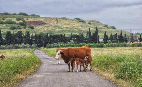 מעבר לקשת, Keshet (foto 4)