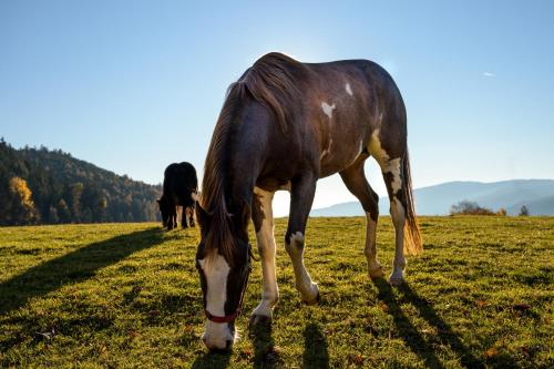 Widmannhof - Urlaub auf dem Biobauernhof