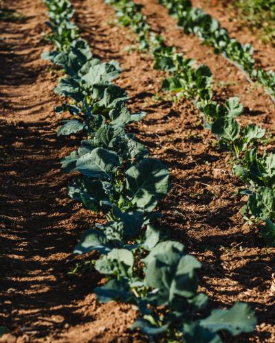 Gandum Village - Conscious Boutique Hotel