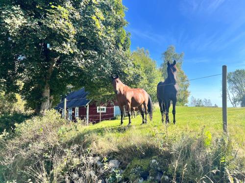 Cabin in Toarp, Perstorp, Toarp (foto 5)