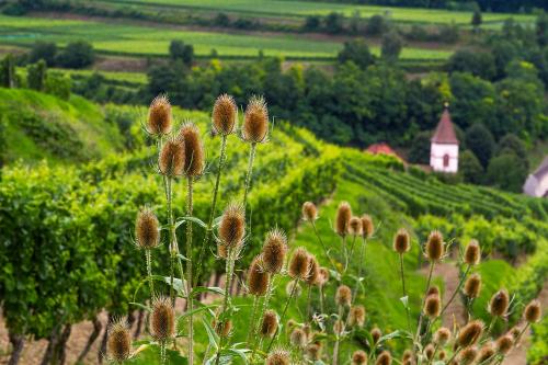 Bio Hotel Haus am Weinberg – Vogtsburg im Kaiserstuhl, TX