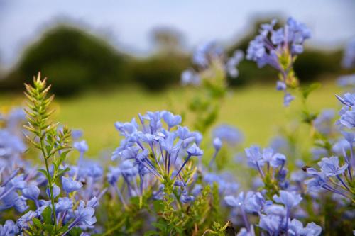 20 minutes to Ziwa Rhino Sanctuary- Butiti Ranch B&B Stay