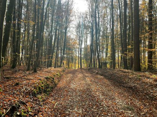 Surrounding environment, fewo Hoellbach in Wiesent