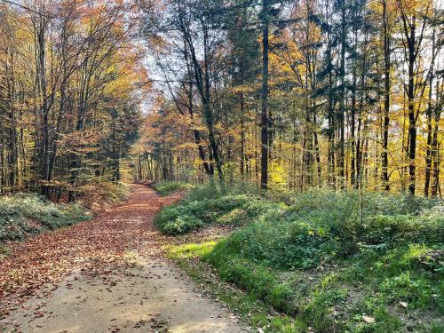Surrounding environment, fewo Hoellbach in Wiesent