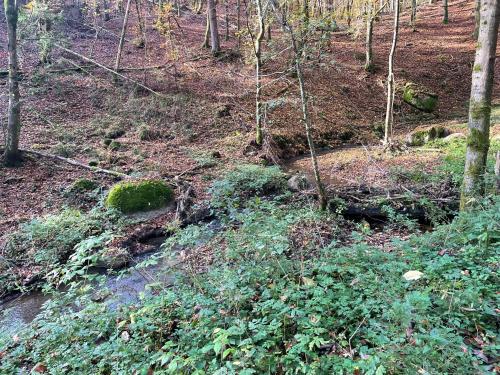 Surrounding environment, fewo Hoellbach in Wiesent