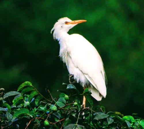 Eco Hostel y Cabañas Duck House