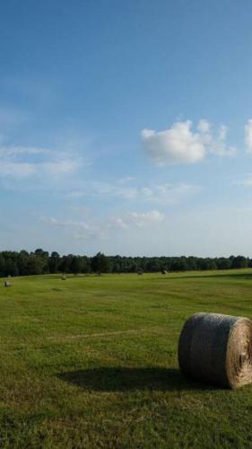 The Blues House Yellow Rose Canyon
