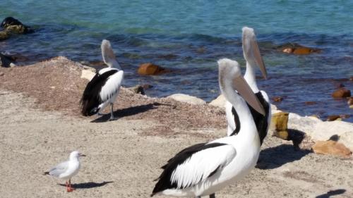Elanora Tranquility at Emu Bay