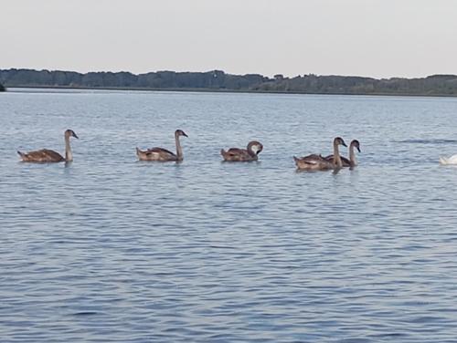 Apkārtne, Fótos Vendégház (Fotos Vendeghaz) in Tizaderza