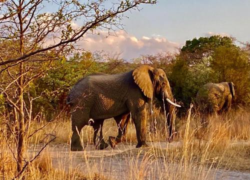 Fevertree Private Lodge Fevertree Private Lodge