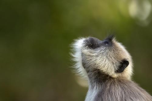 Coorg Wild Walk, Nagarhole - A CGH Earth SAHA Experience