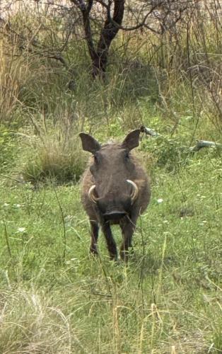 Fevertree Private Lodge Fevertree Private Lodge