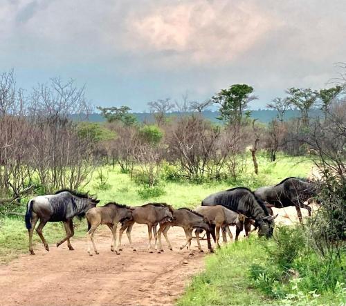 Fevertree Private Lodge Fevertree Private Lodge