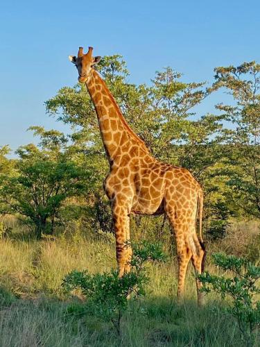 Fevertree Private Lodge Fevertree Private Lodge