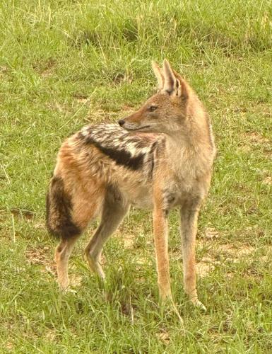 Fevertree Private Lodge Fevertree Private Lodge