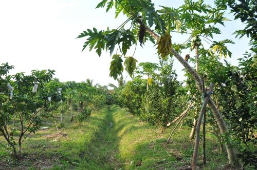 Orchard Fruit Farm Bungalow