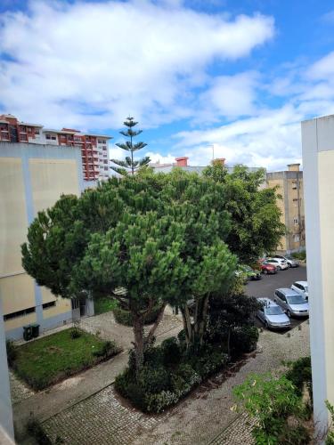 Treetops Benfica Stadium near Estadio do Sport Lisboa e Benfica