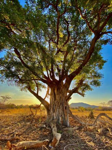 Fevertree Private Lodge Fevertree Private Lodge