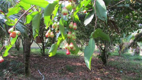 Orchard Fruit Farm Bungalow