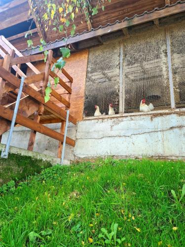 Completely Open Barn-Nature Höllhof Adventure with panoramic view outdoor -near Lucerne (Completely Open Barn-Nature Hollhof Adventure with panoramic view outdoor -near Lucerne) in Kriens