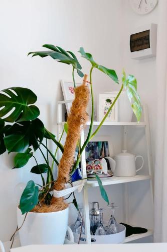 Great Things Come in Small Packages - Fitzroy Apt in Carlton