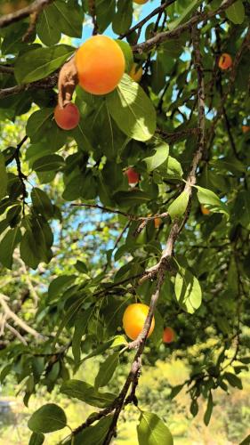 Garabato - Cruz Chica