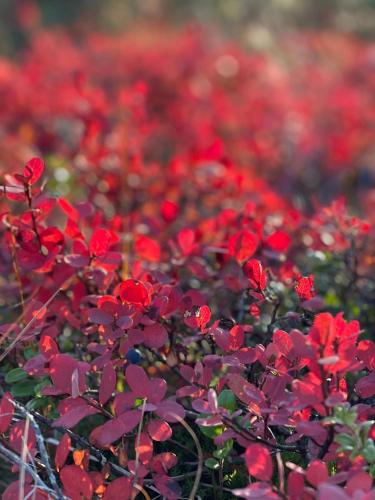 Satu 31, kahden makuuhuoneen mökki Syötteellä latujen vieressä