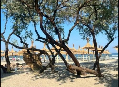 Apartament Studio Saphir