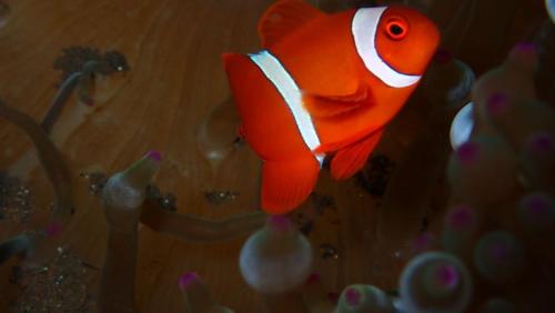 Lemon Tree Hotel Bali Lemon Tree Hotel Bali