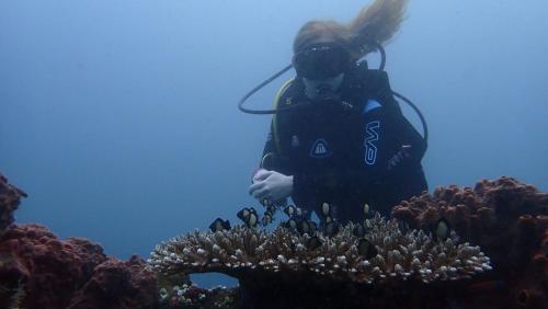 Lemon Tree Hotel Bali Lemon Tree Hotel Bali