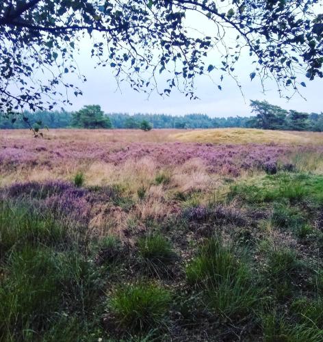 De Appelvink Emst De Appelvink Emst