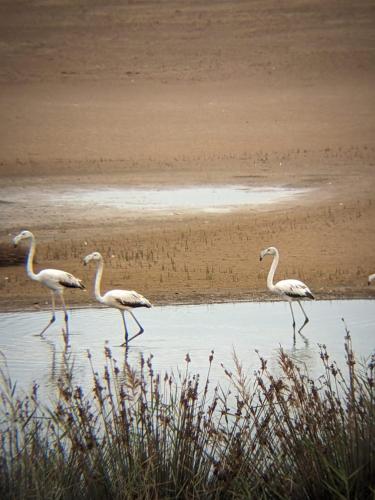 Camping Kbir in Moulay Bousselham