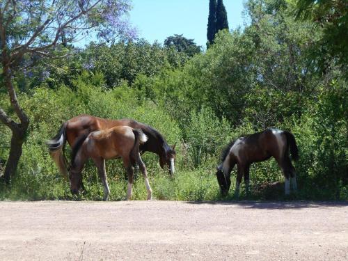 Cálida y amplia casa a pasos del bosque, la laguna y el río