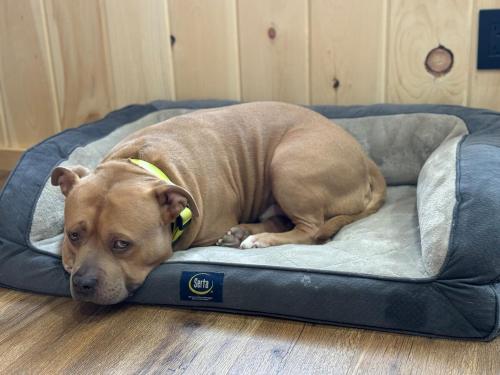 The Mont Haus - Minutes to Mt Snow & Stratton! The Mont Haus - Minutes to Mt Snow & Stratton!