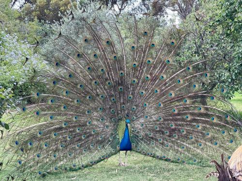The Treehouse at Sellicks Hill