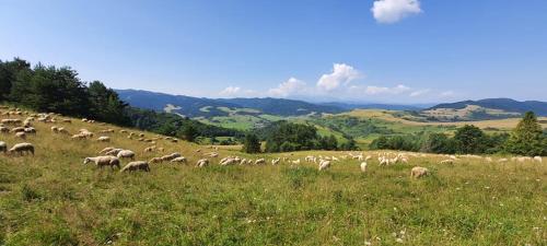 Tuvākā izklaides vieta, Agrorelax in Cerveny Klastor
