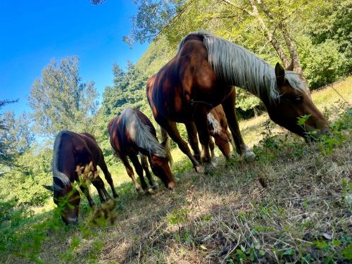 Kert, domaine Soala in Brenas