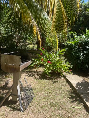 EDEN Mango in Terre-de-Haut