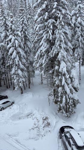 студио Е 13, Pamporovo (fotografie 5)