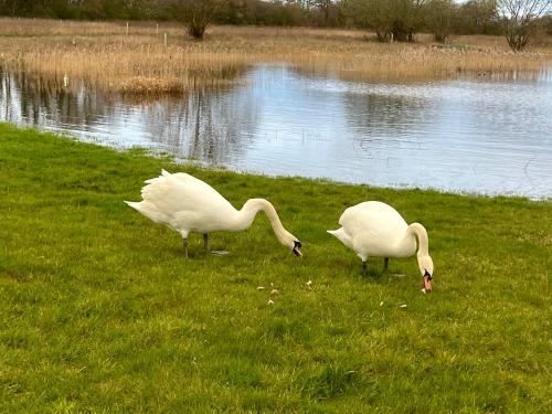 Magog View in ซอว์สตัน