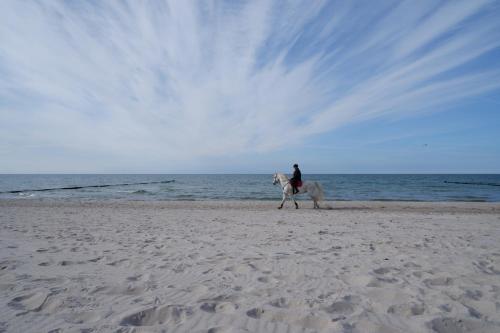 Beach, Achtern Diek Haus 8 Wohnung 4 in Zingst