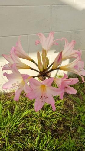 Natural Residence 天然居, Auckland (Foto 11)