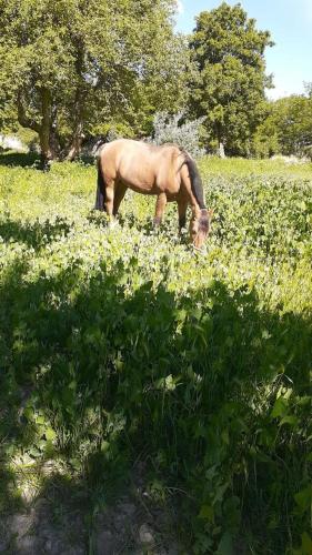 Dārzs, Cabaña La 40 "Relax y descanso en zona de chacras" (Cabana La 40 "Relax y descanso en zona de chacras") in Buta Ranquil