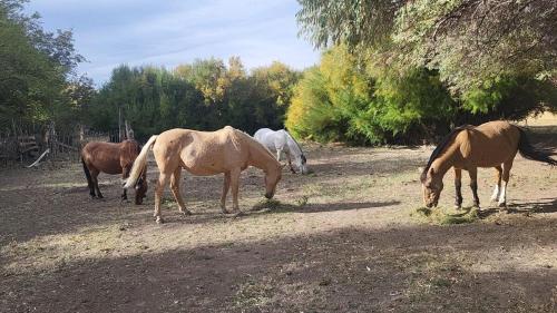 Cabaña La 40 "Relax y descanso en zona de chacras" (Cabana La 40 "Relax y descanso en zona de chacras") in Buta Ranquil