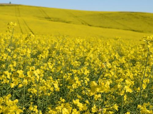 周邊環境, Aloe Cottage in 馬拉加斯