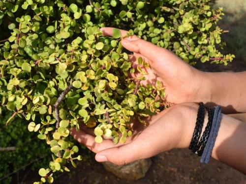 周邊環境, Aloe Cottage in 馬拉加斯