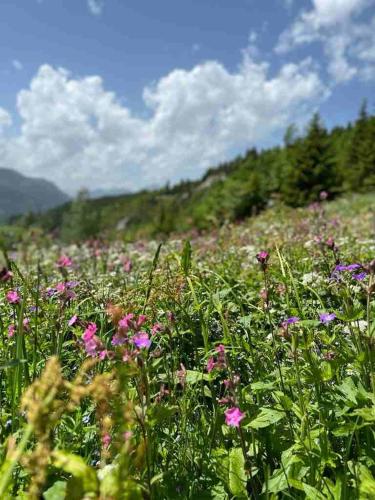 Eurotel Victoria Les Diablerets Superior - image 8