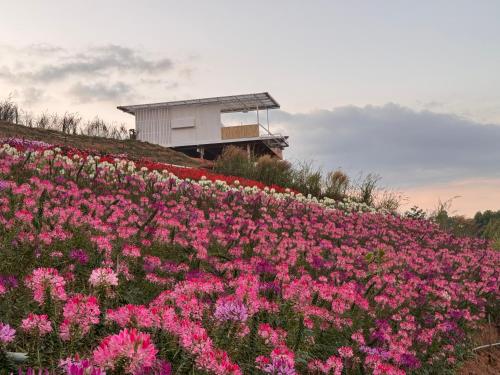 Khaokho flower camp